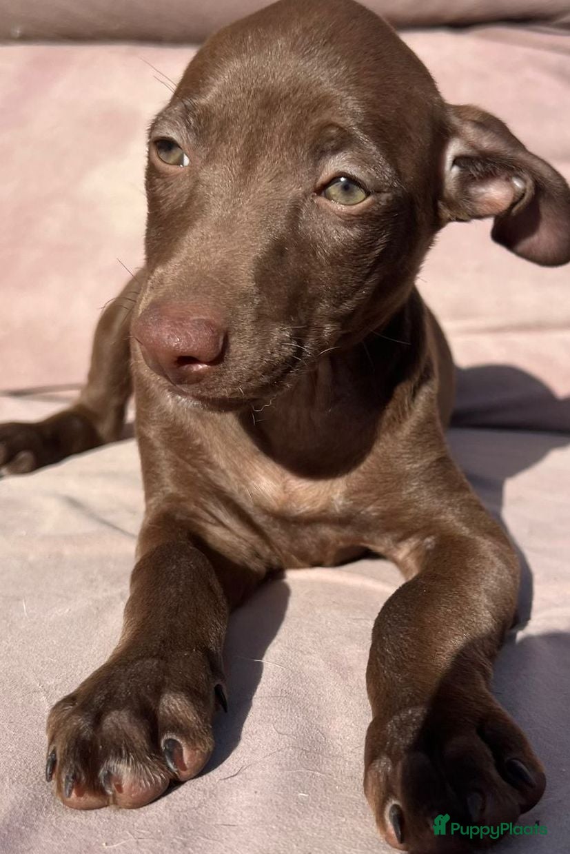 Kruising honden Anie deze lieverd zoekt een vriendje  - Advertentie 3