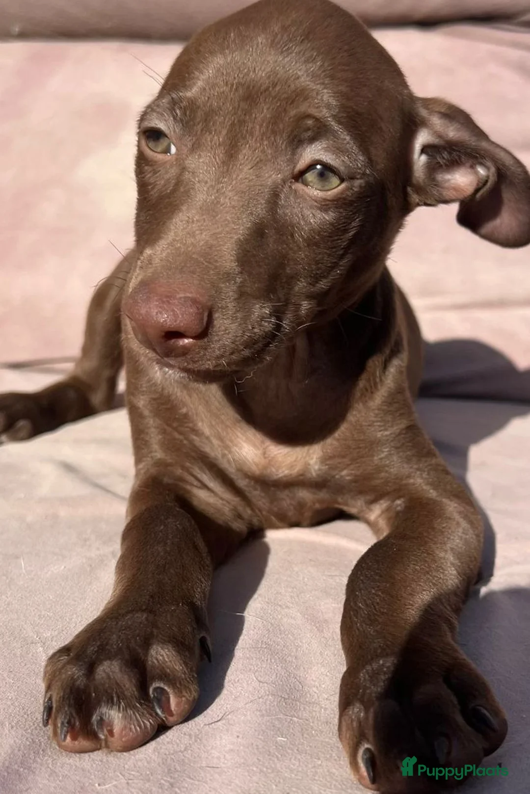 Kruising honden ter adoptie: Anie deze lieverd zoekt een vriendje  - Advertentie 1