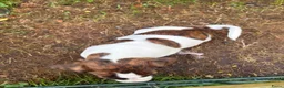 Jack Russel Terriër honden te koop: Nog 2 mooie Jack Russel Pups - Advertentie 6