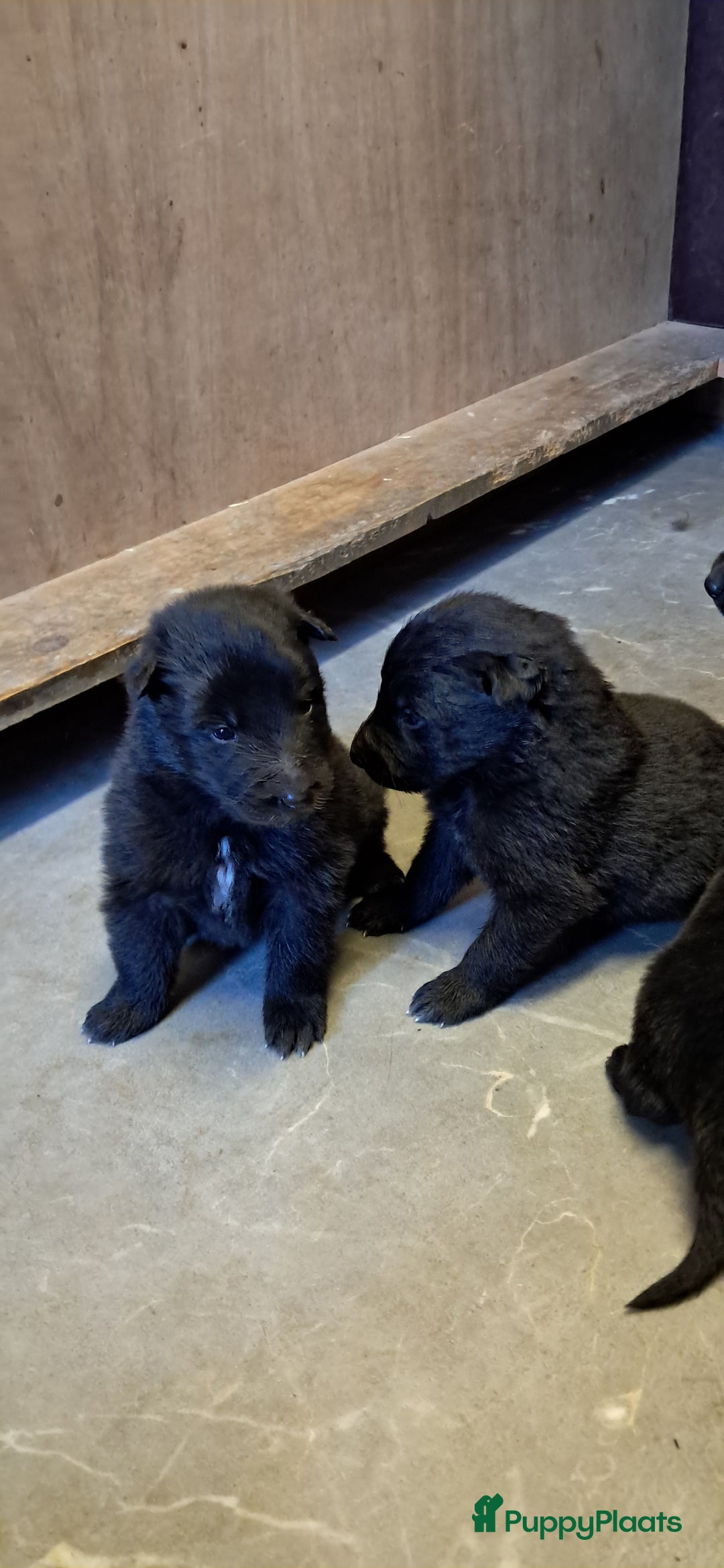 Groenendaeler honden te koop: Groenendaeler pups te koop - Advertentie 6