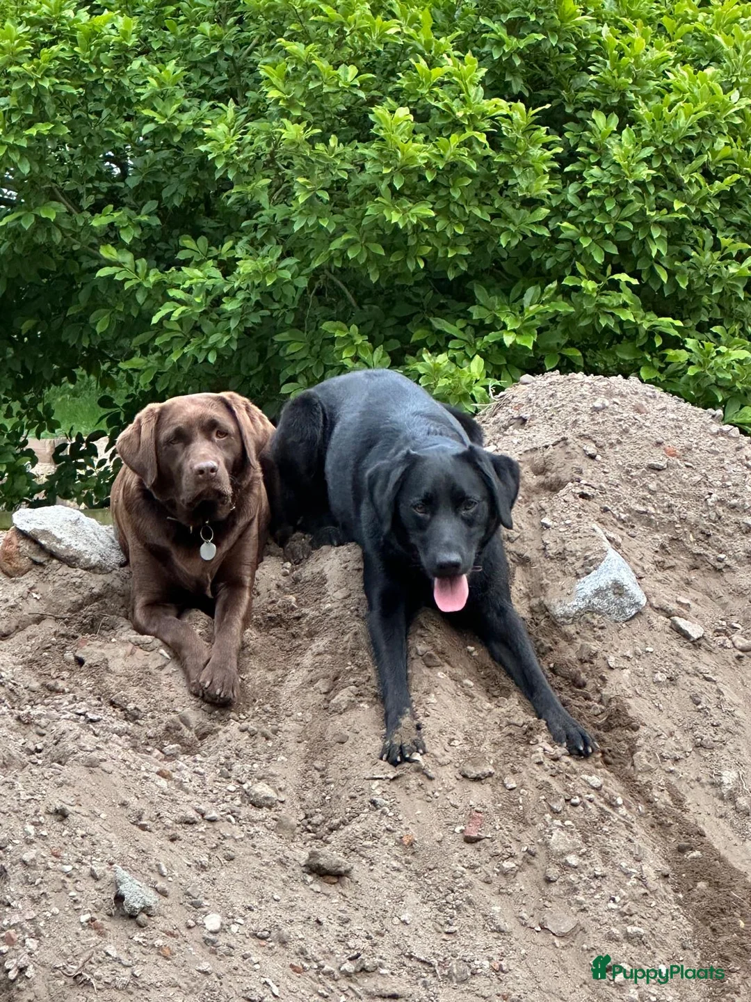 Kruising honden te koop: Nestje labradors kruising binnenkort verwacht - Advertentie 5