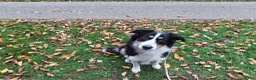 Kruising honden te koop: Bordecolie australian shepherd  - Advertentie 5