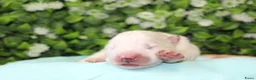 Samojeed honden te koop: Samojeed puppy’s  - Advertentie 10