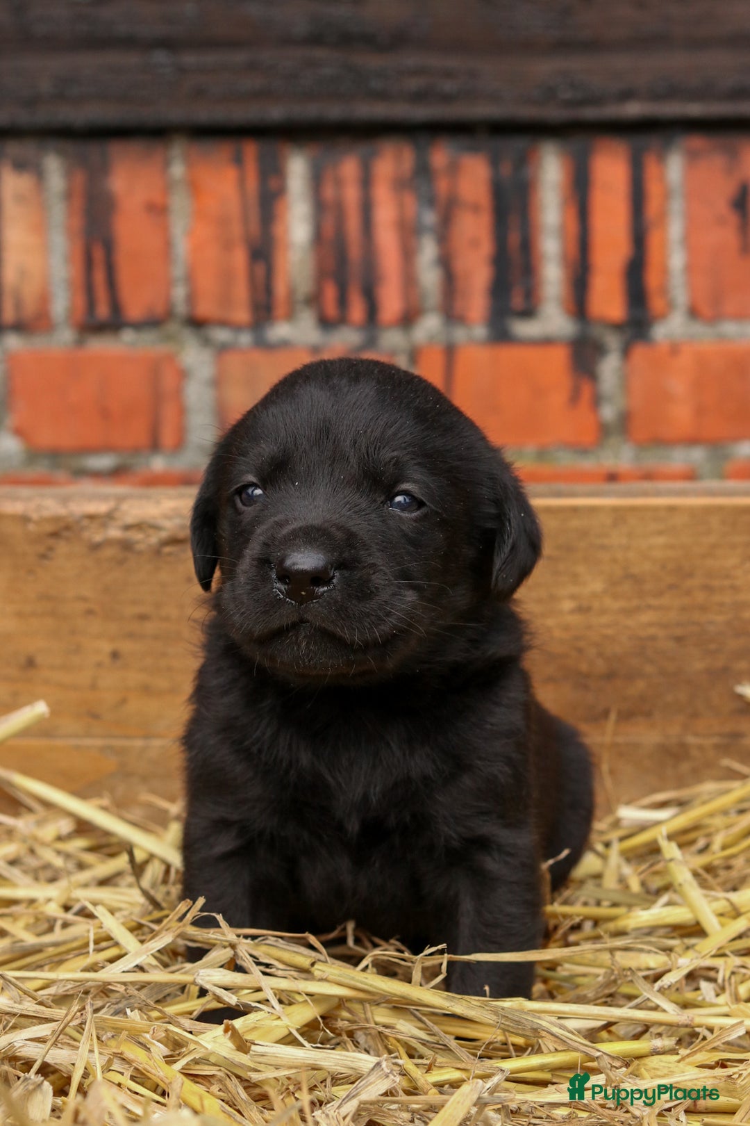 Labrador Retriever honden te koop: Prachtige sociale labrador pups te koop - Advertentie 3
