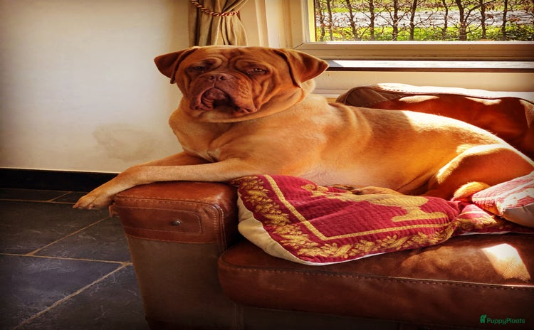 Bordeaux Dog honden Bordeaux dog Bordeauxdog pups  - Advertentie 2