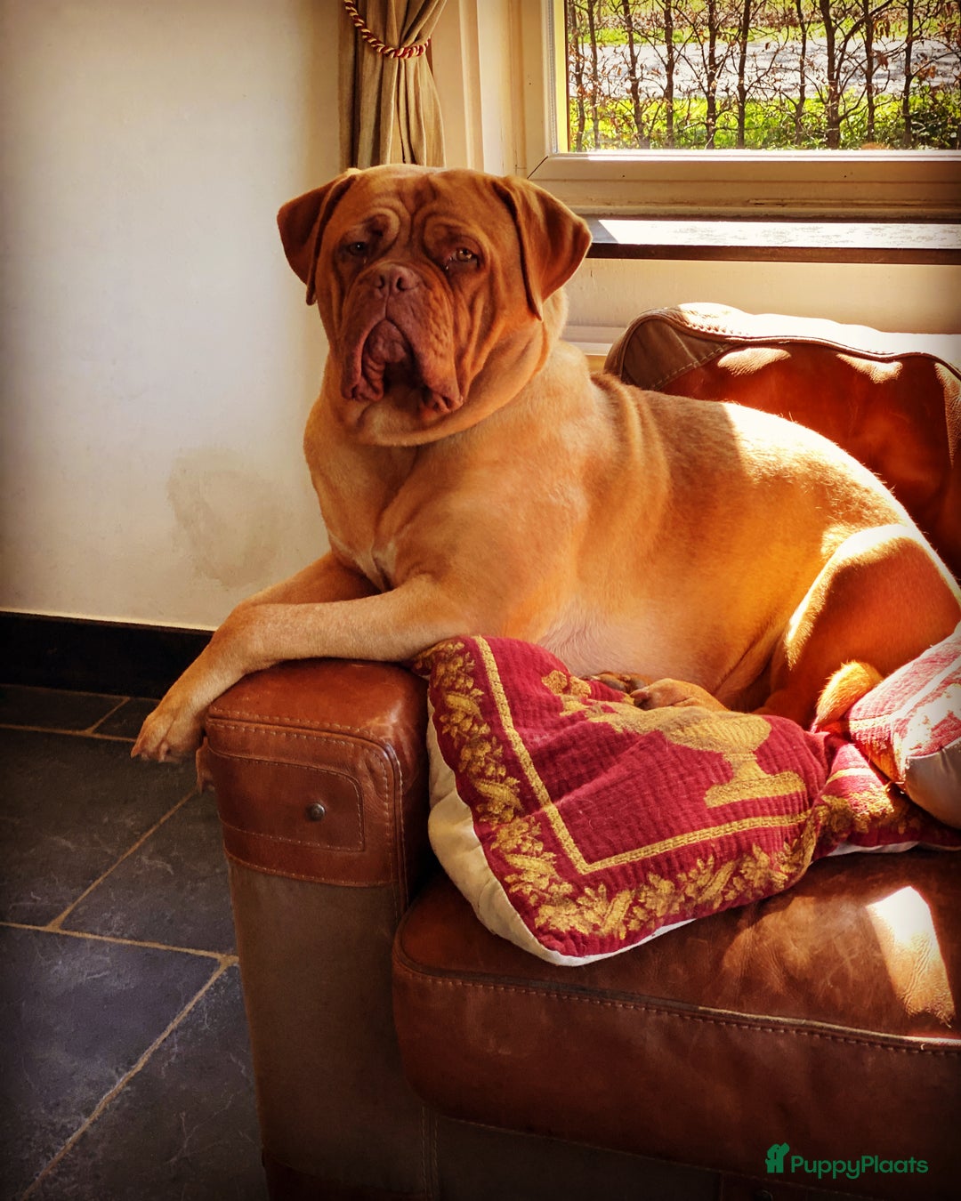 Bordeaux Dog honden te koop: Bordeaux dog Bordeauxdog pups  - Advertentie 1