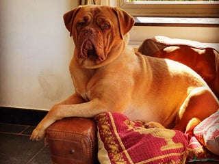 Bordeaux Dog honden Bordeaux dog Bordeauxdog pups - Advertentie 1