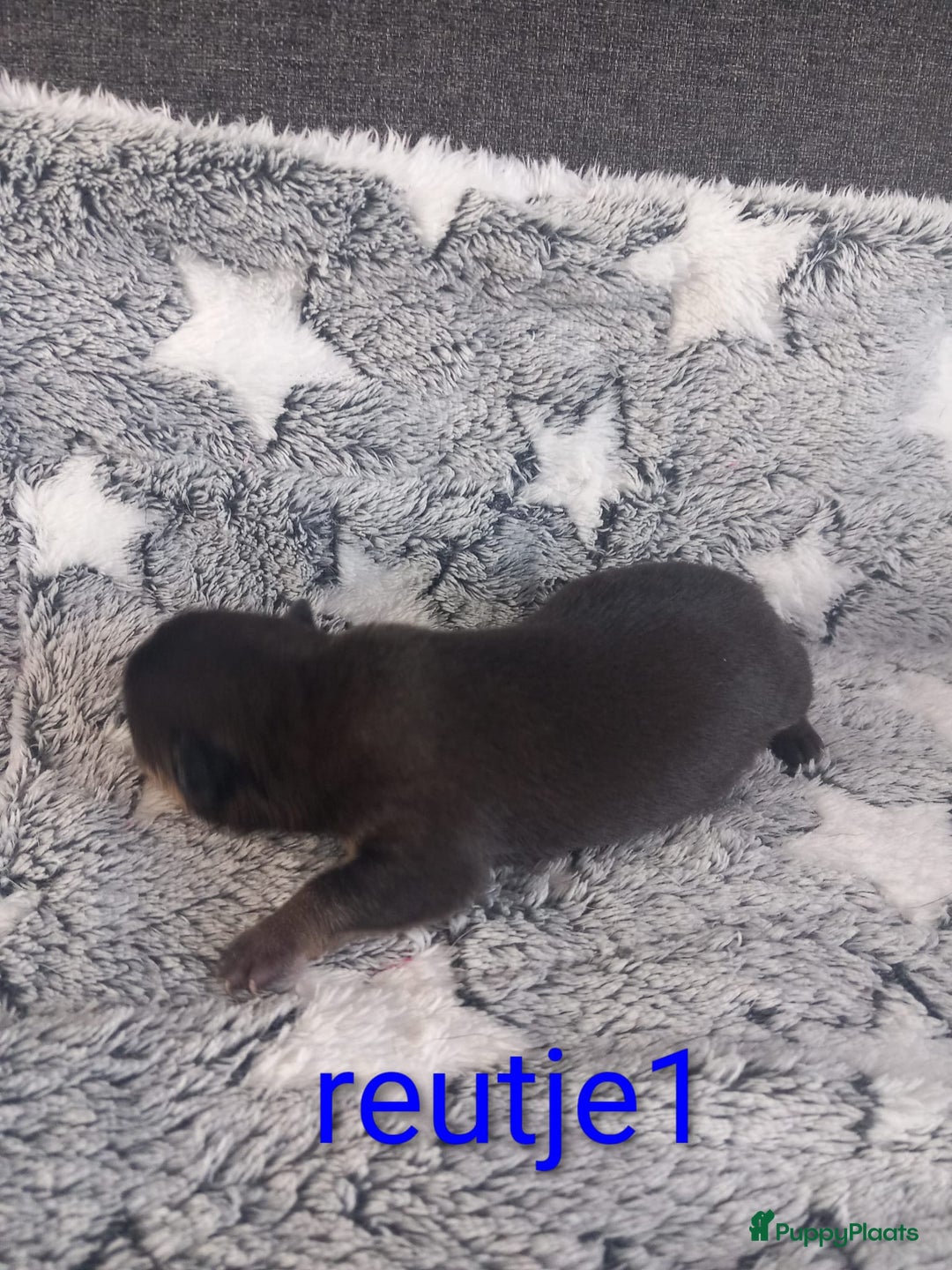 Chihuahua honden te koop: Raszuivere chihuahua pups - Advertentie 10