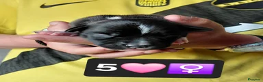 Kruising Puppy 5