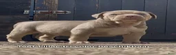Amerikaanse Bully honden te koop: Bully xl  in Groningen - Advertentie 2