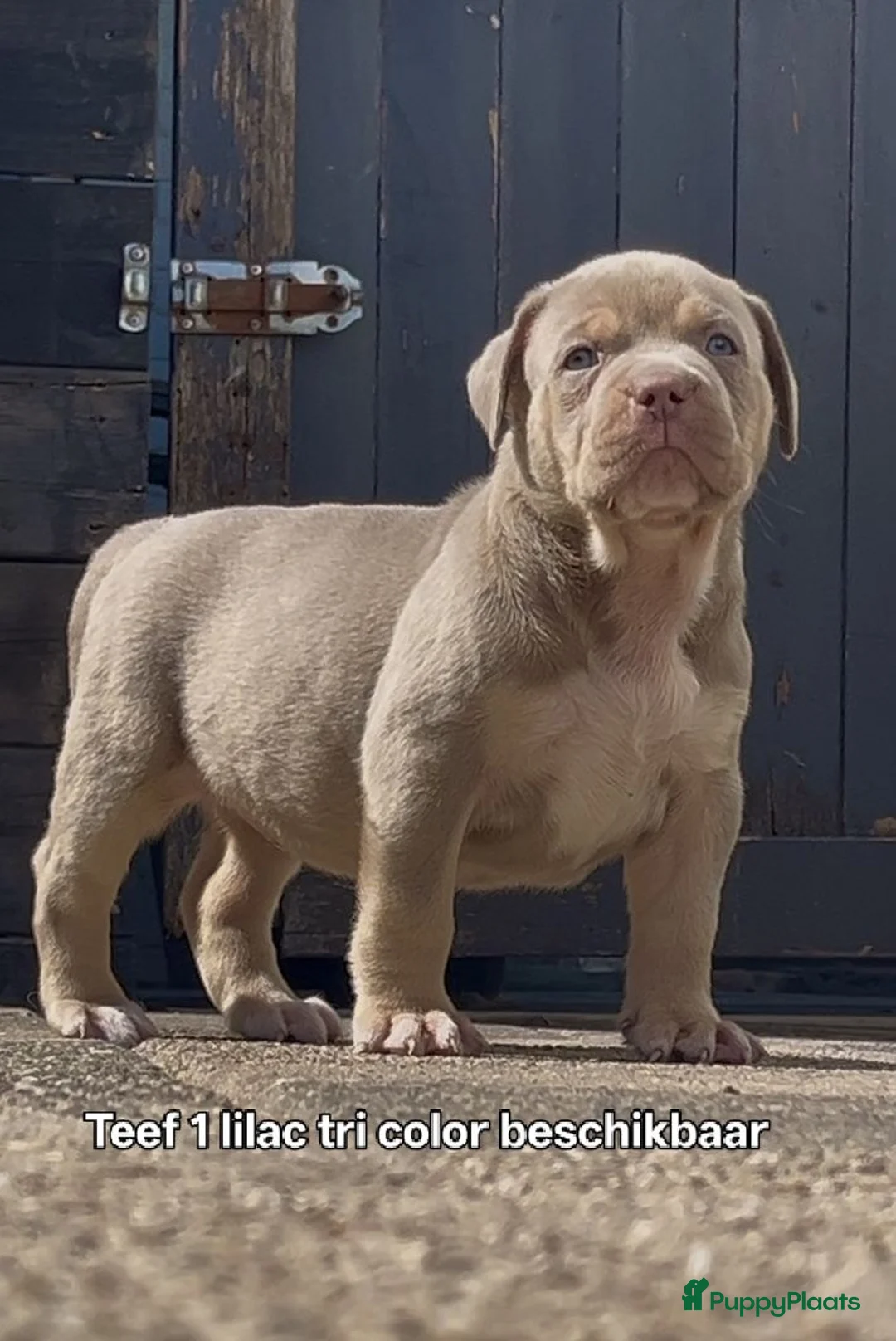 Amerikaanse Bully honden te koop: Bully xl  in Groningen - Advertentie 2