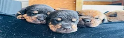 Kruising honden te koop: Prachtige mastweiler pups - Advertentie 7