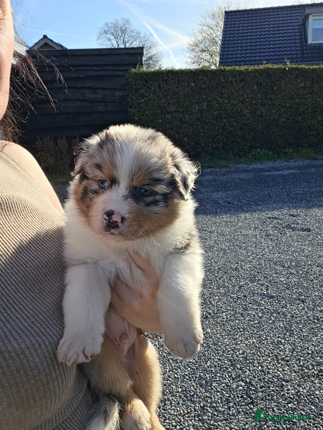 Australian Shepherd honden te koop: 3 prachtige stamboom Aussie reutjes  - Advertentie 36