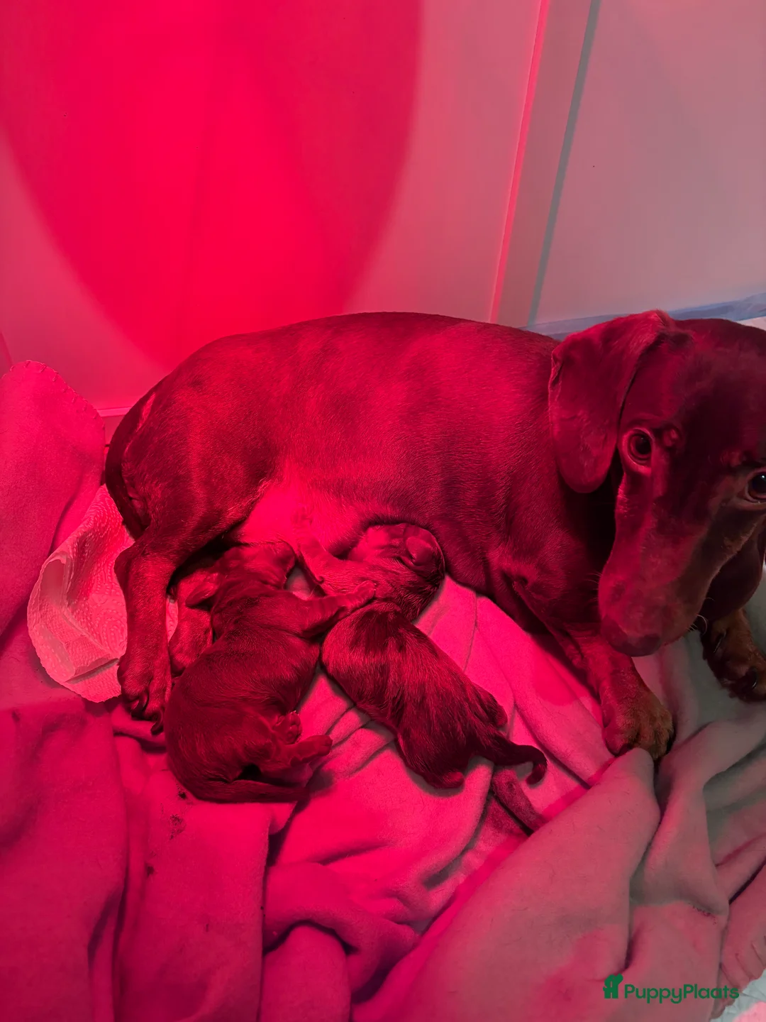 Teckel (korthaar)  honden te koop: Mooie choco ten pup - Advertentie 8