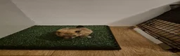 Kruising honden te koop: 4 Prachtige Keeshond/Pomeriaan pups (Oranje-Sabel) in Den Haag - Advertentie 36