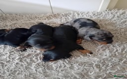 Teckel (korthaar)  honden te koop: teckel puppy 2reutjes 2 teefjes  - Afbeelding 11