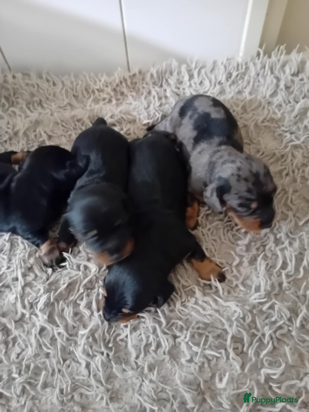 Teckel (korthaar)  honden te koop: teckel puppy 2reutjes 2 teefjes  - Afbeelding 11