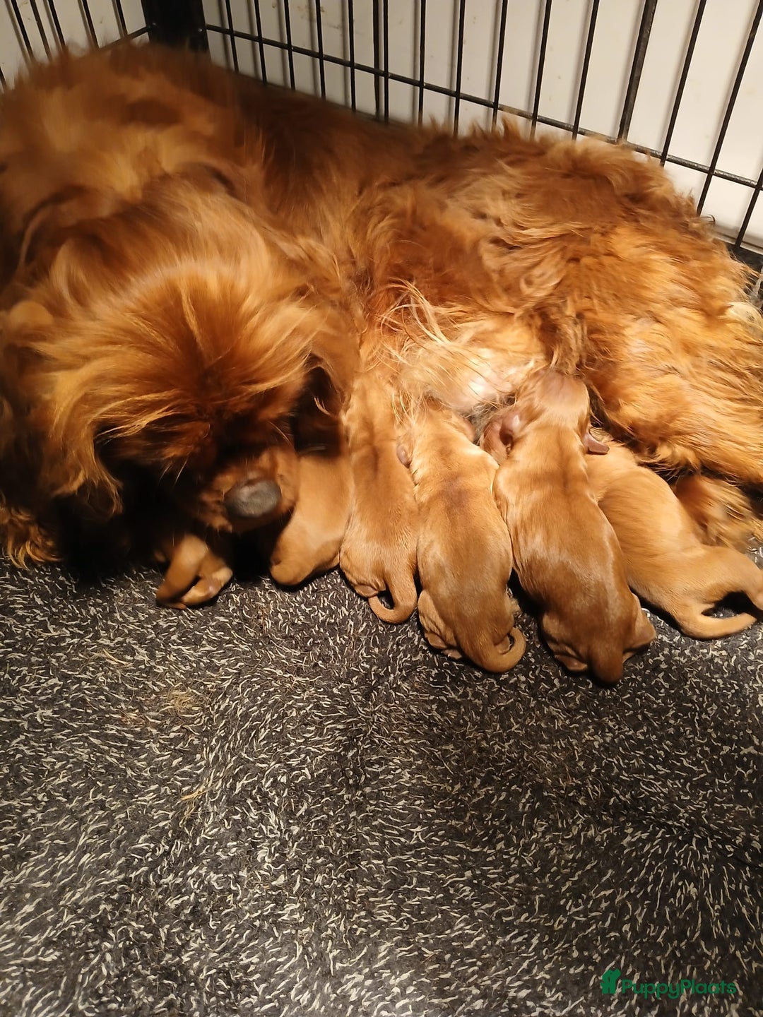 Cavalier King Charles Spaniel honden te koop: Cavalier Pups beschikbaar in Bladel - Afbeelding 2