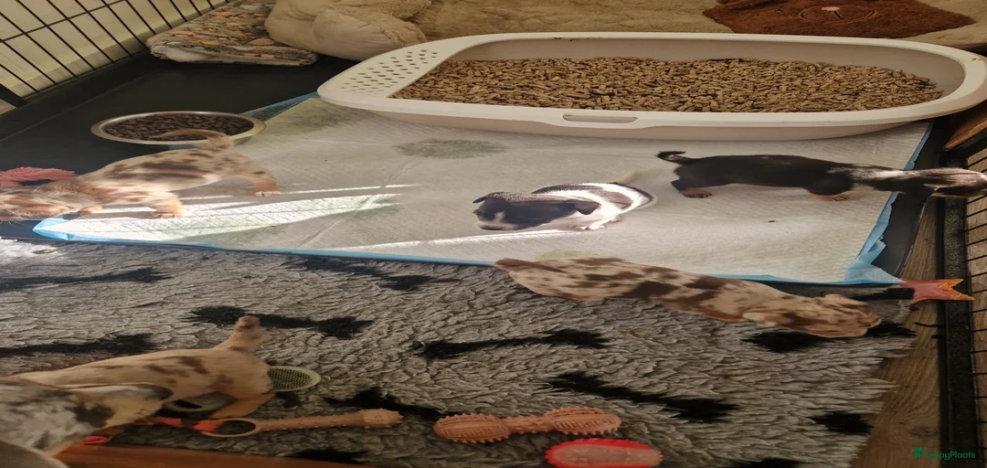 Galerij afbeelding {{count}}