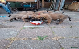 Mechelse Herder honden te koop: Puppy's Mechelse herder - mogen naar nieuw huisje - Afbeelding 16