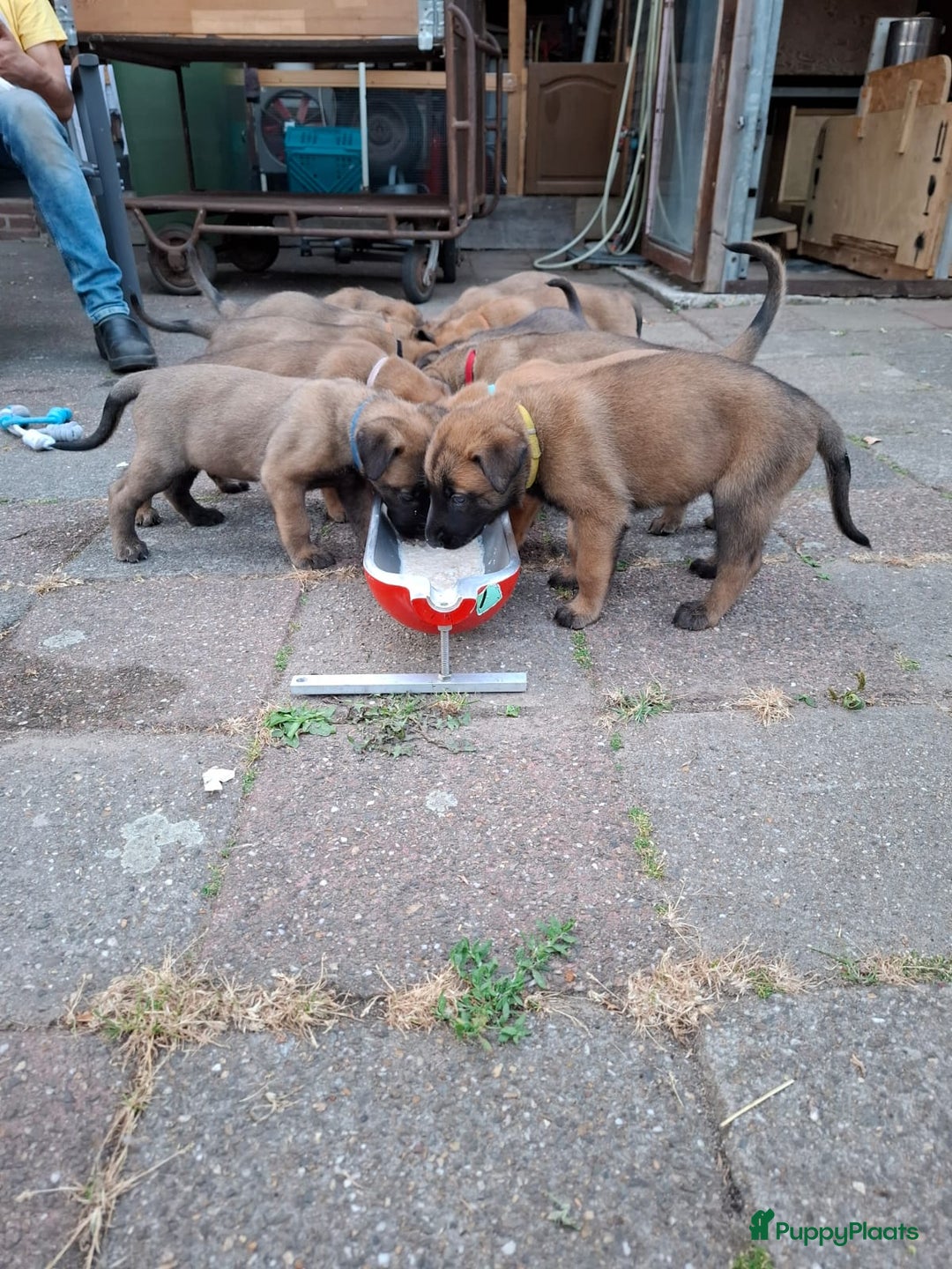 Mechelse Herder honden te koop: Puppy's Mechelse herder - mogen naar nieuw huisje - Afbeelding 16