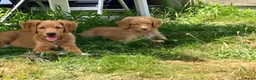 Nova Scotia Duck Tolling Retriever honden te koop: Nova Scotia duck tolling retriever pups,  - Advertentie 2