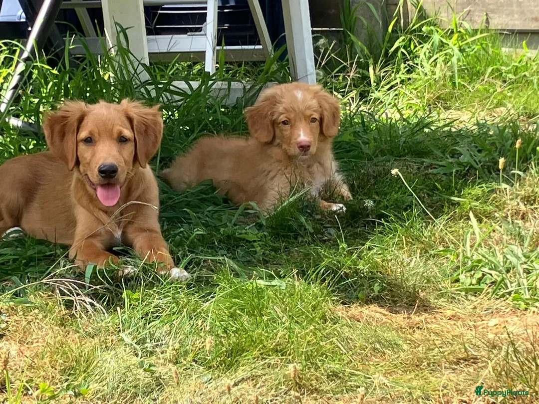 Nova Scotia Duck Tolling Retriever honden te koop: Nova Scotia duck tolling retriever pups,  - Advertentie 2