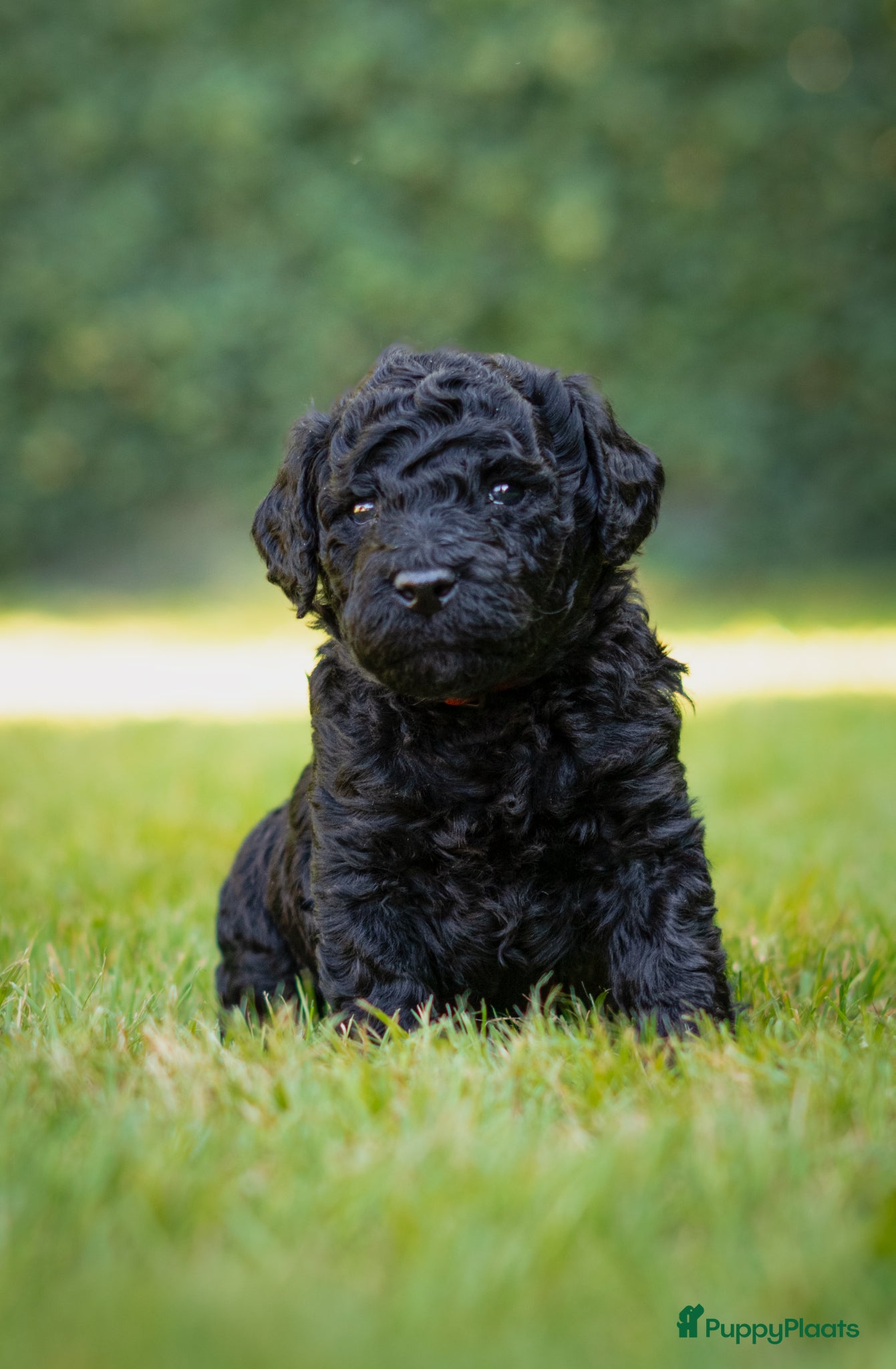 Labradoodle honden te koop: Prachtige Labradoodle pups mogen verhuizen  - Advertentie 18