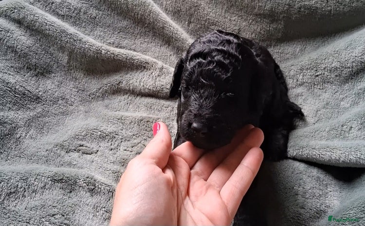 Australian Labradoodle honden - Advertentie 1