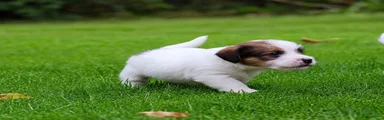 Jack Russel Terriër 1