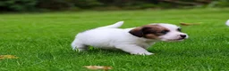 Jack Russel Terriër honden te koop: Jackrussellterrier Ruwhaar - Advertentie 1
