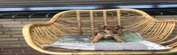 Jack Russel Terriër honden te koop: Mooie lieve Jack Russel puppy’s  - Advertentie 13