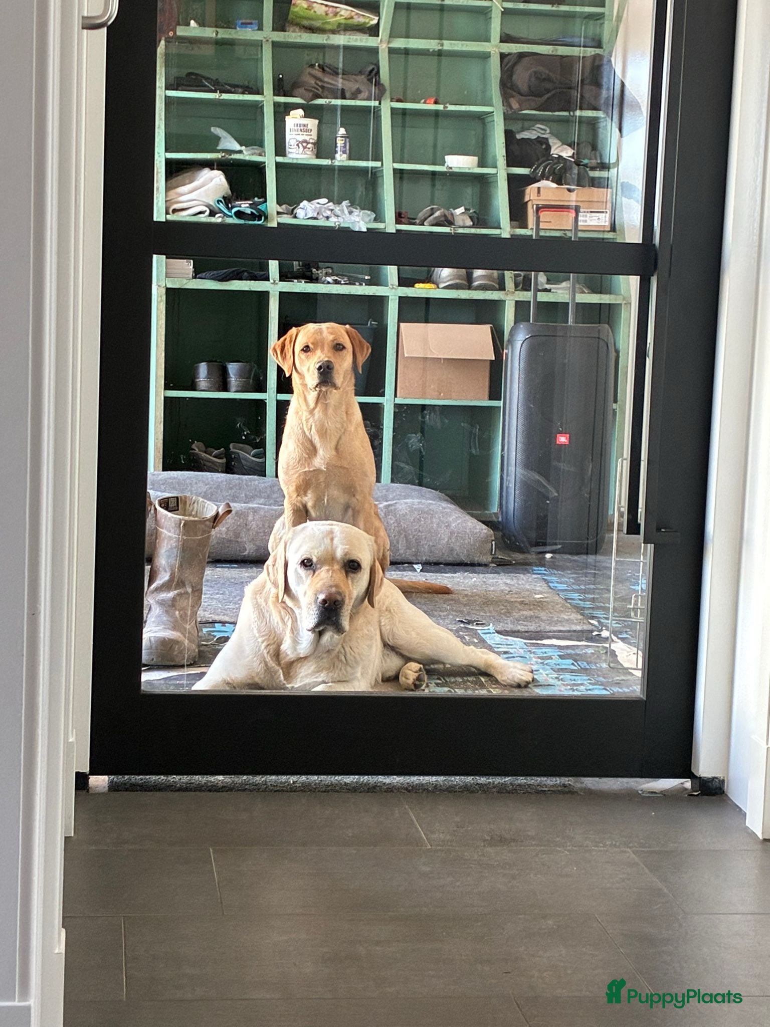 Labrador Retriever honden Nestje verwacht medio september 26  - Advertentie 1