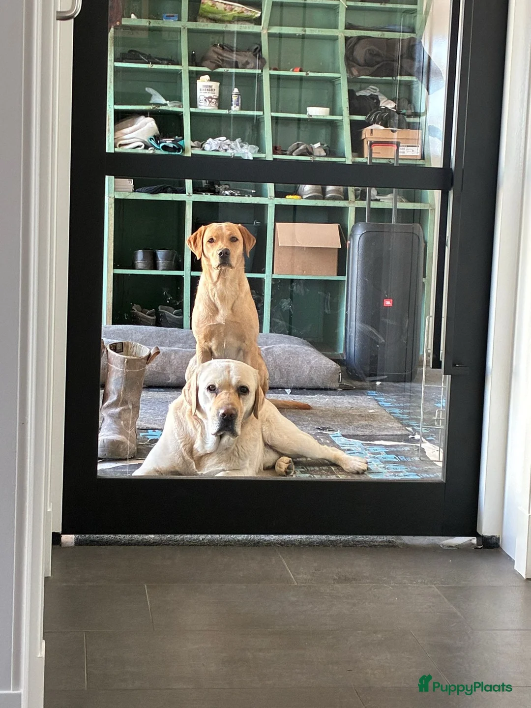 Labrador Retriever honden te koop: Nestje verwacht medio september 26  in Zwolle - Advertentie 1