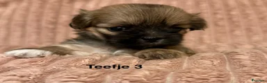Lhasa Apso 5