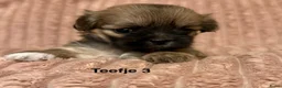 Lhasa Apso honden te koop: 🐾 Lhasa Apso Pups met stamboom! 🐾 in Rozenburg - Advertentie 8