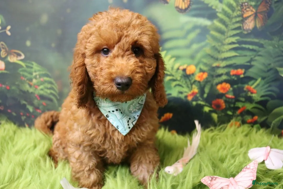 Australian Labradoodle honden te koop:  Nog 3 pupjes Mini/medium Australian labradoodle  - Advertentie 2