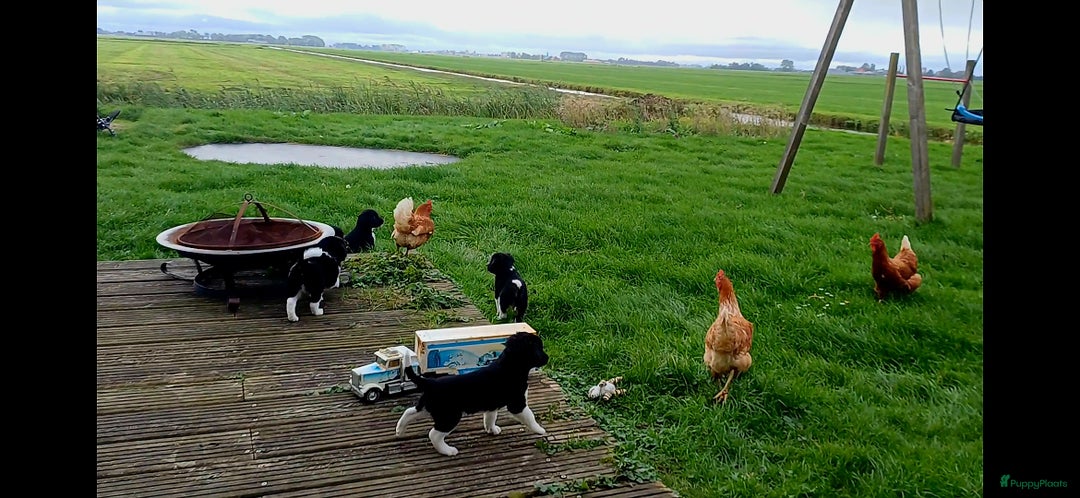 Friese Stabij honden te koop: Prachtige stabij pups - Advertentie 15