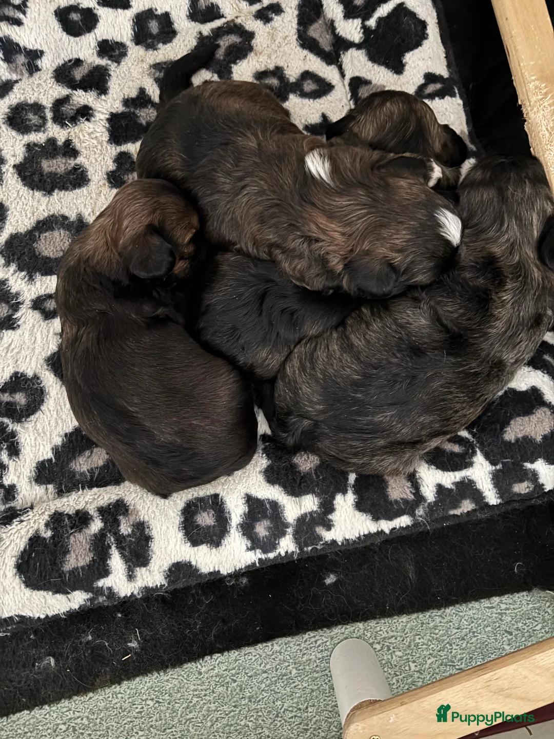 Kruising honden te koop: Mooie boomer /shih tzu  - Advertentie 1