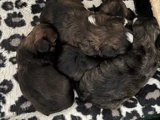 Kruising honden Mooie boomer /shih tzu - Advertentie 2