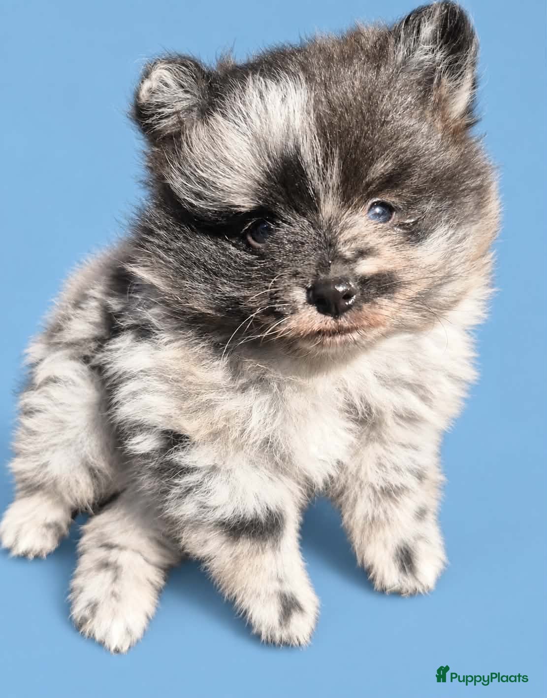 Pomeriaan honden Pomeranian reutje - Advertentie 4