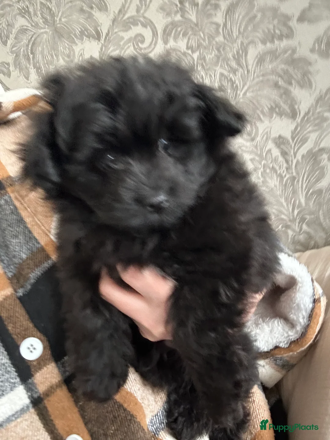 Kruising honden te koop: Mini doodle reu - Advertentie 7