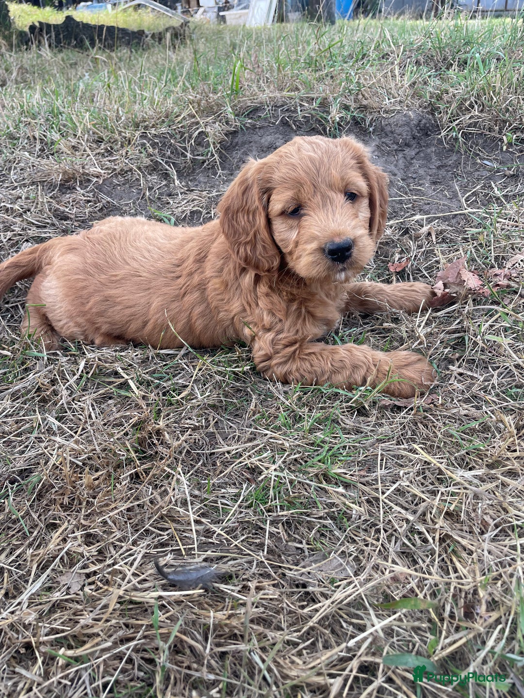 Goldendoodle honden te koop: Mooie goldendoodle pups! - Afbeelding 5