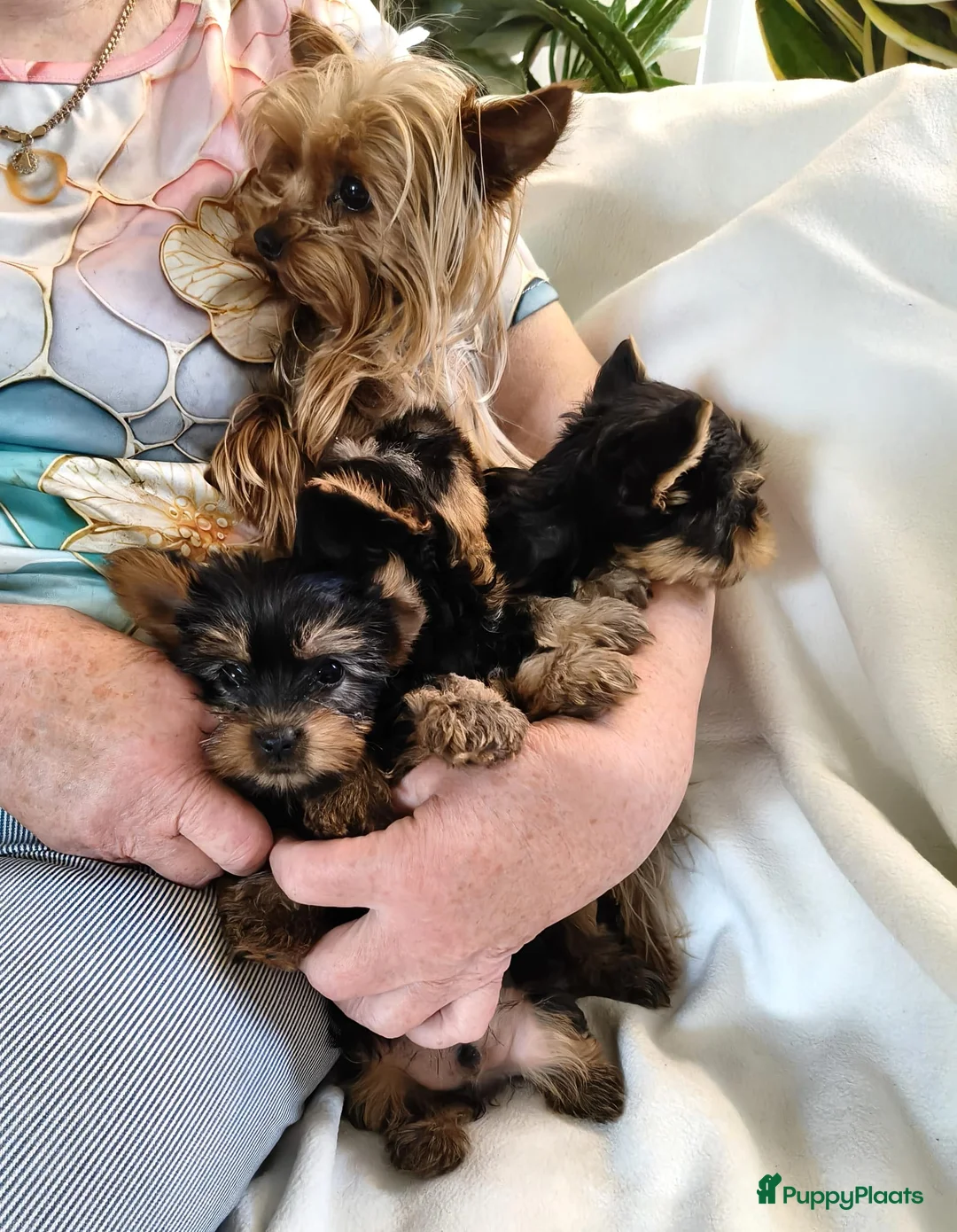 Yorkshire Terriër honden te koop: Yorkshire Terriër Mini pups te koop   in Rijen - Advertentie 2