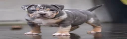 Amerikaanse Bully honden te koop: American Bully pocket pups verwacht geteste ouders - Advertentie 18