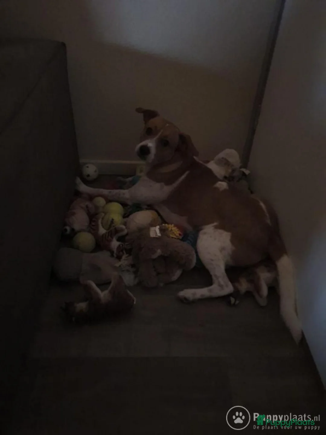 Kruising honden ter dekking: Dekreu boerenfox in Den Bosch - Advertentie 5