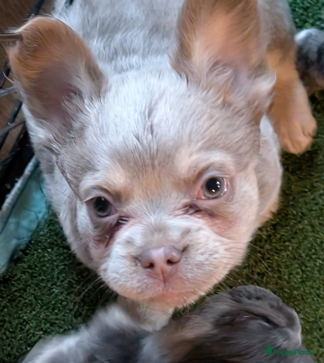 Franse Bulldog honden te koop: nieuwe Nederlandse Franse bulldog  - Advertentie 4