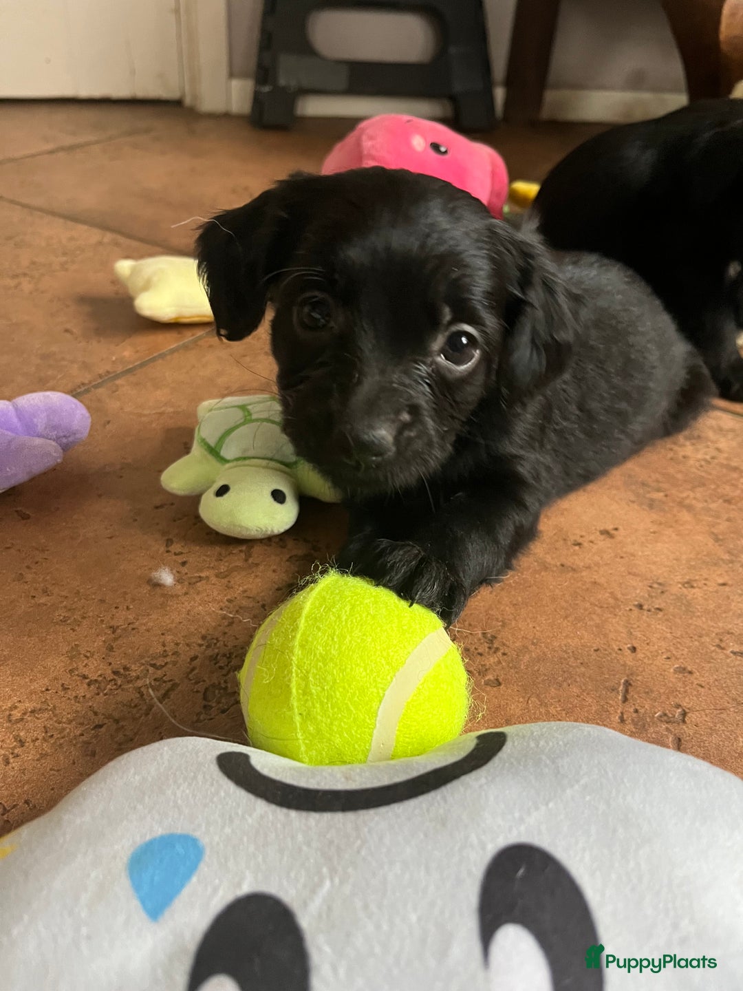 Kruising honden te koop: Super lieve kruising Markiesje pups! - Advertentie 3