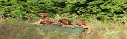 Kruising honden te koop: Ontzettend sociale lieve pups te koop - Advertentie 7
