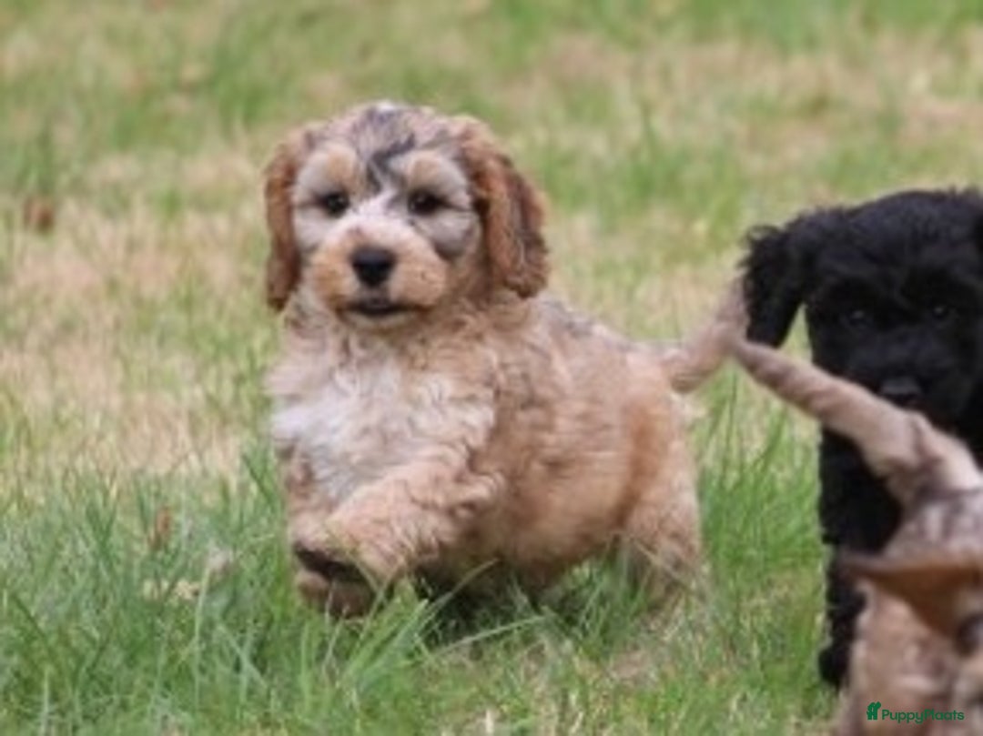 Cockapoo honden te koop: Cockapoo pups - Afbeelding 16